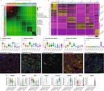 Periostin Antibody in Immunohistochemistry (IHC)