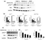 FAK Antibody in Western Blot (WB)