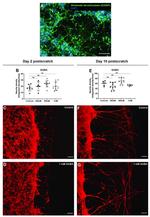 GAD67 Antibody in Immunocytochemistry (ICC/IF)