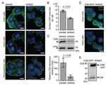 CD9 Antibody in Flow Cytometry (Flow)