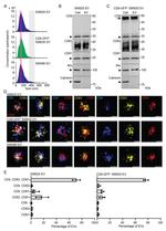 CD81 Antibody in Western Blot (WB)