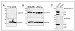 ALOX15 Antibody in Western Blot (WB)