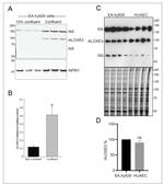 ALOXE3 Antibody in Western Blot (WB)