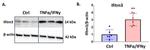 IFITM3 Antibody in Western Blot (WB)