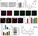 PYCARD Antibody in Immunohistochemistry (IHC)