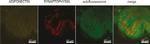 Adiponectin Antibody in Immunohistochemistry (IHC)