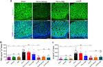 Claudin 1 Antibody in Immunohistochemistry (IHC)