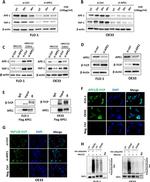 APE1 Antibody in Western Blot (WB)