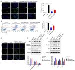 Bcl-2 Antibody in Western Blot (WB)