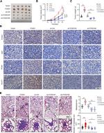 FOXD1 Antibody in Immunohistochemistry (IHC)