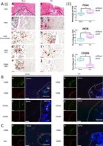 iNOS Antibody in Immunohistochemistry (IHC)