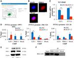 E2F1 Antibody in Western Blot, Immunoprecipitation (WB, IP)