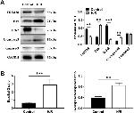 TRIM38 Antibody in Western Blot (WB)