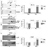 NDUFS4 Antibody in Western Blot (WB)