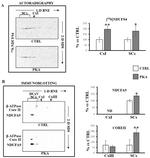 NDUFA9 Antibody in Western Blot (WB)