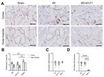 Endomucin Antibody in Immunohistochemistry (IHC)