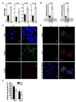 Claudin 7 Antibody in Western Blot, Immunocytochemistry (WB, ICC/IF)