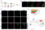 CD90 (Thy-1) Antibody in Flow Cytometry (Flow)