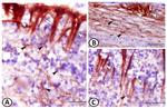 GFAP Antibody in Immunohistochemistry (IHC)