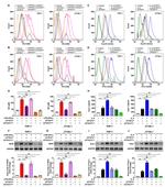 CD80 (B7-1) Antibody in Flow Cytometry (Flow)