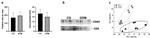 CD9 Antibody in Western Blot (WB)