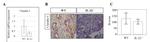 Claudin 3 Antibody in Immunohistochemistry (IHC)