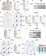 CD235a (Glycophorin A) Antibody in Flow Cytometry (Flow)