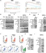 CD235a (Glycophorin A) Antibody in Flow Cytometry (Flow)