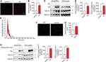 TSG101 Antibody in Western Blot (WB)