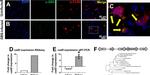 F4/80 Antibody in Immunohistochemistry (Paraffin) (IHC (P))