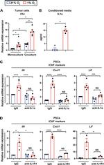 IL1R1 Antibody in Neutralization (Neu)