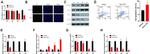 SFTPC Antibody in Western Blot (WB)