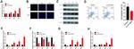 SFTPC Antibody in Western Blot (WB)