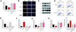 SFTPC Antibody in Western Blot (WB)