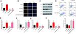 SFTPC Antibody in Western Blot (WB)