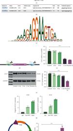 PU.1 Antibody in ChIP Assay (ChIP)