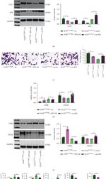 PU.1 Antibody in Western Blot (WB)