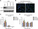 IGF2R Antibody in Immunocytochemistry (ICC/IF)