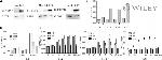 STAT6 Antibody in Western Blot (WB)