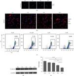 P-Selectin (CD62P) Antibody in Western Blot (WB)