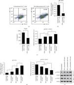 IL-9 Antibody in Flow Cytometry (Flow)