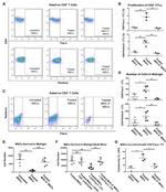 Perforin Antibody in Flow Cytometry (Flow)