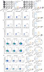 IFN gamma Antibody in Flow Cytometry (Flow)