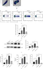 CD4 Antibody in Flow Cytometry (Flow)