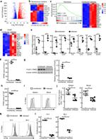 CD5 Antibody in Flow Cytometry (Flow)