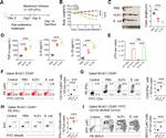 CD4 Antibody in Flow Cytometry (Flow)