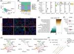 CXCL2 Antibody in Immunohistochemistry (IHC)