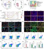 MERTK Antibody in Immunohistochemistry (IHC)