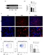 CD366 (TIM3) Antibody in Flow Cytometry (Flow)