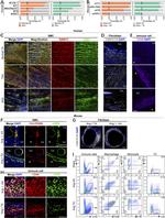 CD45 Antibody in Flow Cytometry (Flow)